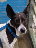 ACE: Mancha is een sociale toffe kadee, Dieren en Toebehoren, Particulier, Reu, Buitenland, Parvo