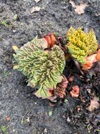Rabarber plantjes stekken, Ophalen, Vaste plant, Groenteplanten