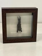 Opgezette vleermuis in lijst 16 x 16 cm
