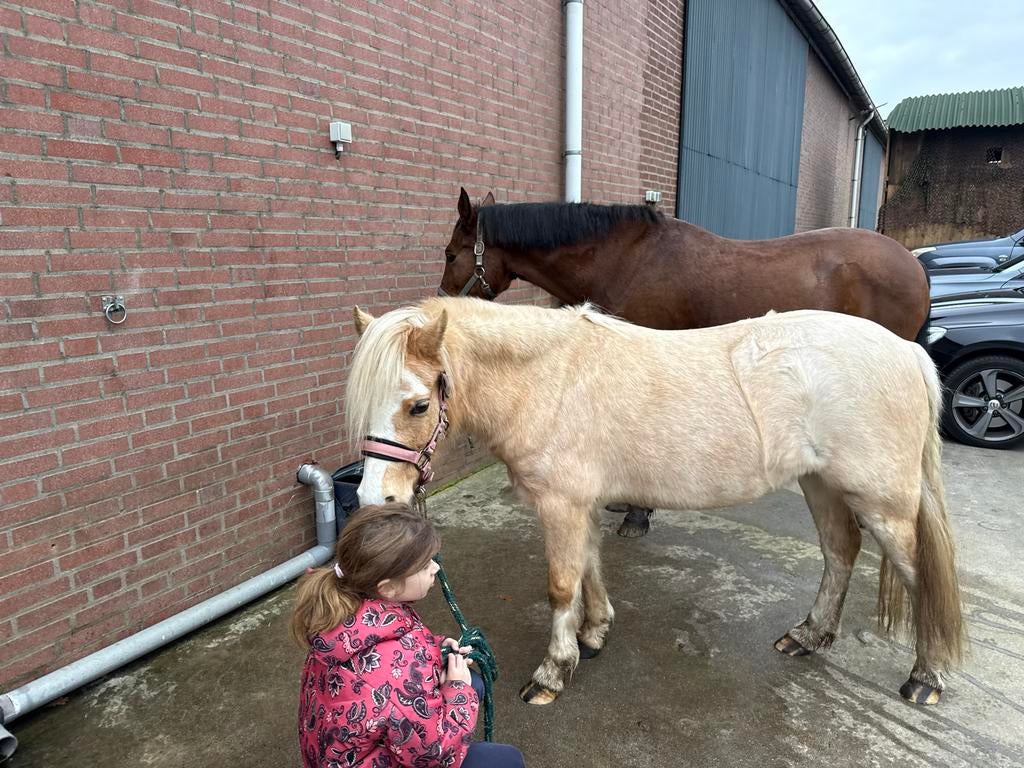 Welsh (mountain) merrie, 116,5, 5 jaar, Dieren en Toebehoren, Paarden, Merrie, 3 tot 6 jaar