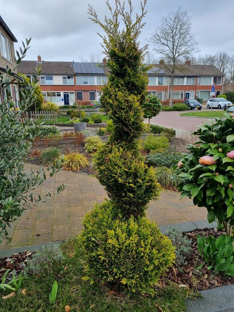 Spiraal conifeer, Bloeit niet, Halfschaduw, 100 tot 250 cm, Overige soorten