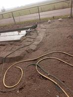 Mannetje kaapeend, Mannelijk, Eend