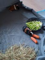 2 cavia beertjes met alle toebehoren, Dieren en Toebehoren, Cavia, Februari, Mannelijk, Tam