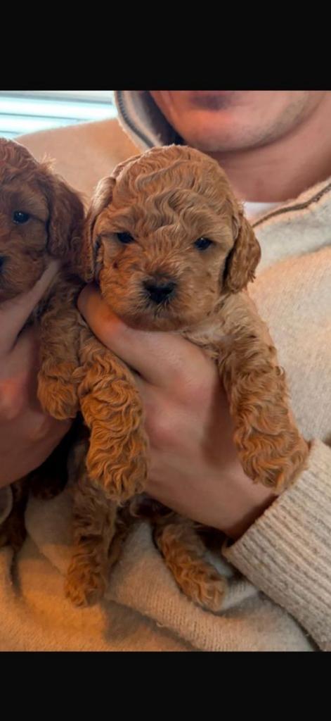 Toypoedel x dwergpoedel, Dieren en Toebehoren, Honden | Chihuahua's en Gezelschapshonden, Teef, Poedel, Fokker | Hobbymatig, Eén hond