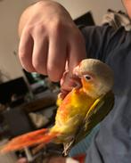 Jonge tamme pyrrhura’s, Dieren en Toebehoren, Vogels | Parkieten en Papegaaien, Meerdere dieren, Papegaai, Geringd