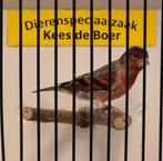 F1 kapoetsensijs x kanarie bastaard Goede zanger, Dieren en Toebehoren, Mannelijk, Wildzangvogel, Geringd