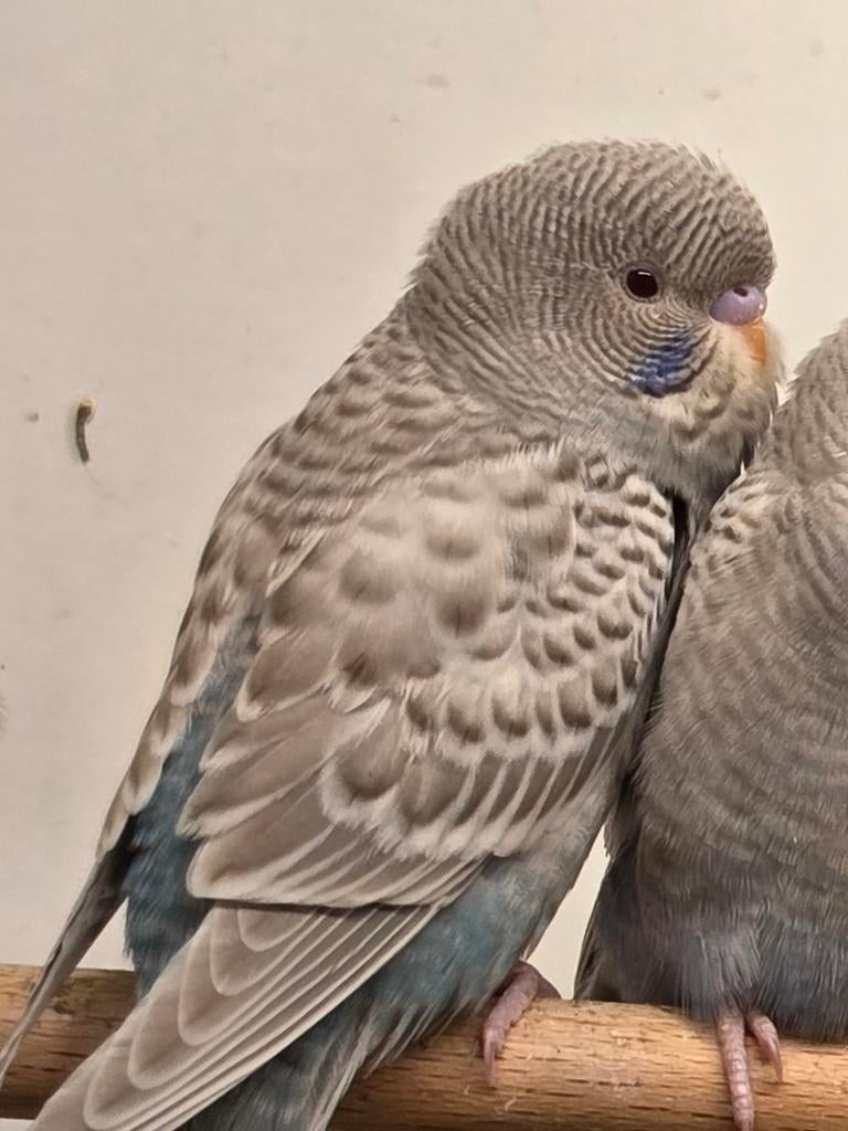 Blackface dun fallow, Dieren en Toebehoren, Vrouwelijk, Parkiet