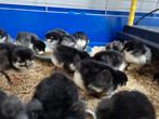 Australorp kuikens, Dieren en Toebehoren, Pluimvee, Geslacht onbekend, Kip