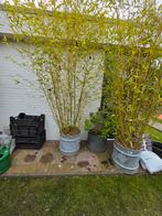 Bamboe in zinken pot, Tuin en Terras, Ophalen of Verzenden