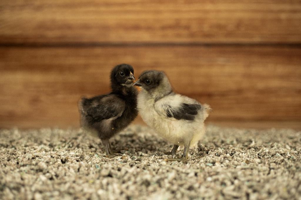 Orpington kriel kippen kuikens | Gesekst en Ingeënt, Vrouwelijk, Kip