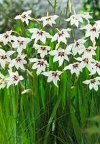 Abessijnse Gladiool, Ophalen of Verzenden, Voorjaar, Volle zon, Bloembol