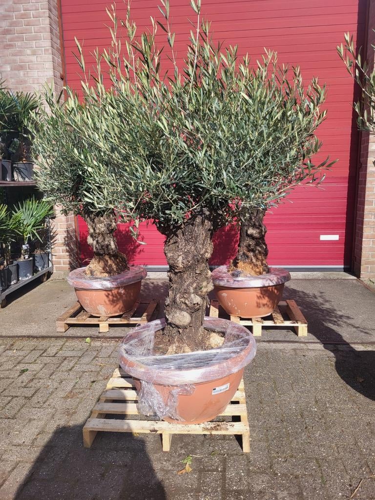 Mooie oude grillerige olijfbomen!, Volle zon, Ophalen of Verzenden, 100 tot 250 cm, Olijfboom