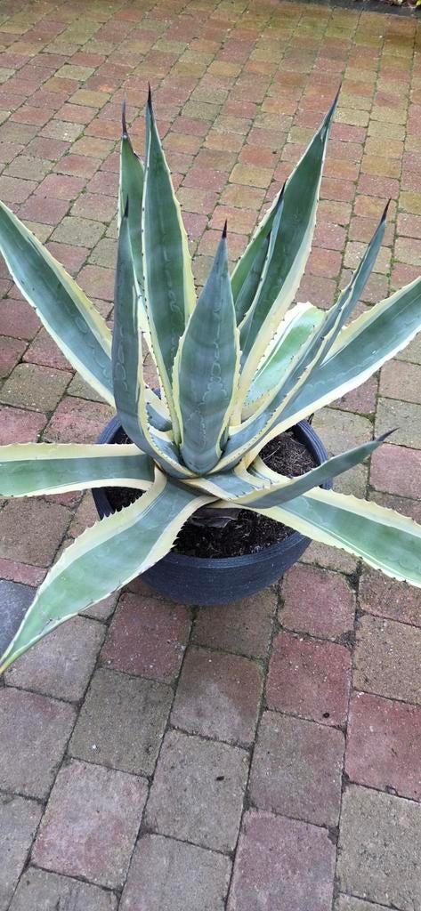 Prachtige grote Bonte Agave Americana Variegata, Tuin en Terras, Planten | Tuinplanten, Ophalen, Bloeit niet, Overige soorten