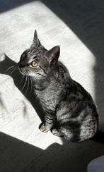 Gezocht: poes/kitten als vriendinnetje voor onze kater, Ophalen