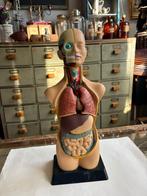 Anatomisch torso model, educatief menselijk lichaam., Ophalen of Verzenden