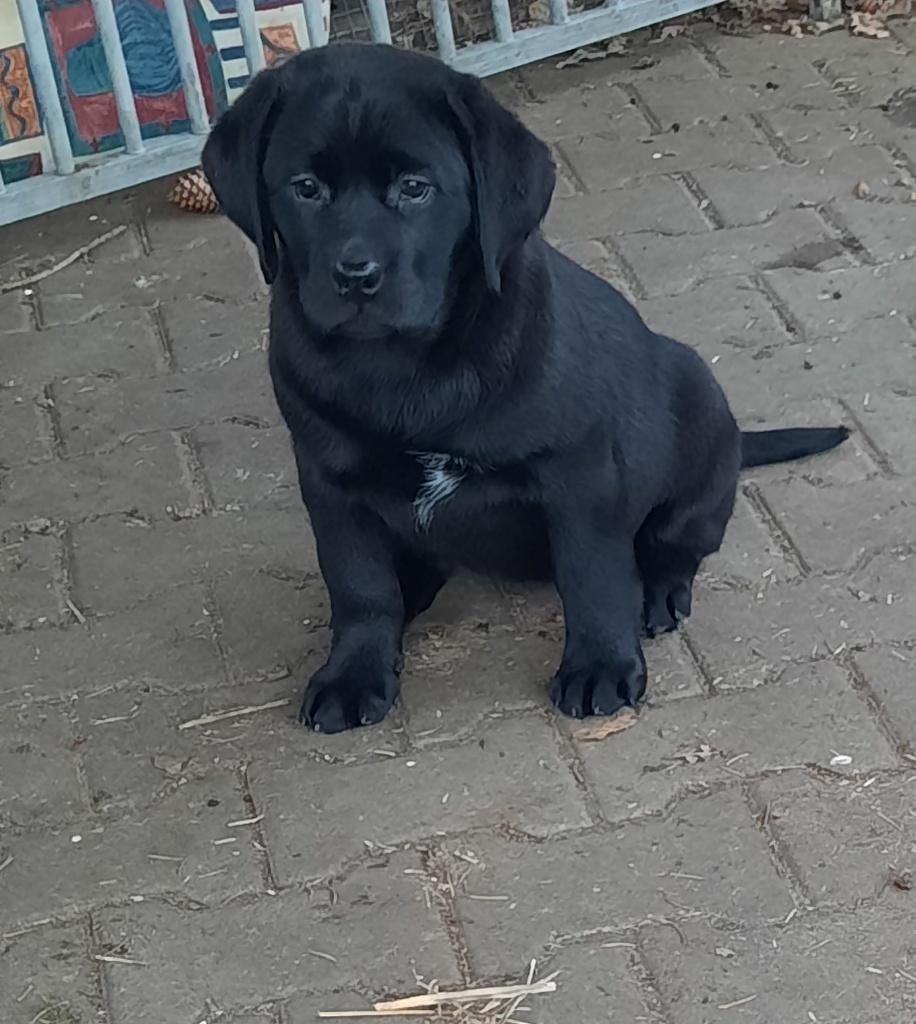 Hele lieve kruising Labrador pup!, Dieren en Toebehoren, Honden | Niet-rashonden, Parvo, Reu, 8 tot 15 weken, Eén hond