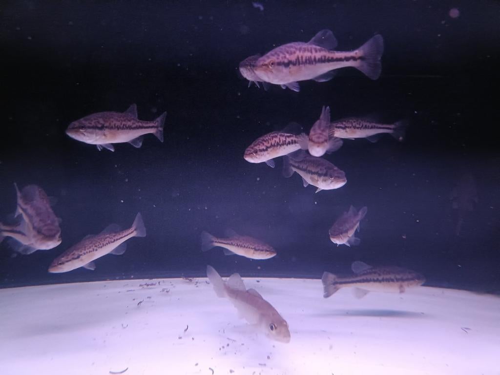 Black bass, Vis
