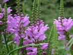 Physostegia virginiana Vivid – scharnierbloem, Tuin en Terras, Volle zon, Vaste plant, Zomer, Ophalen