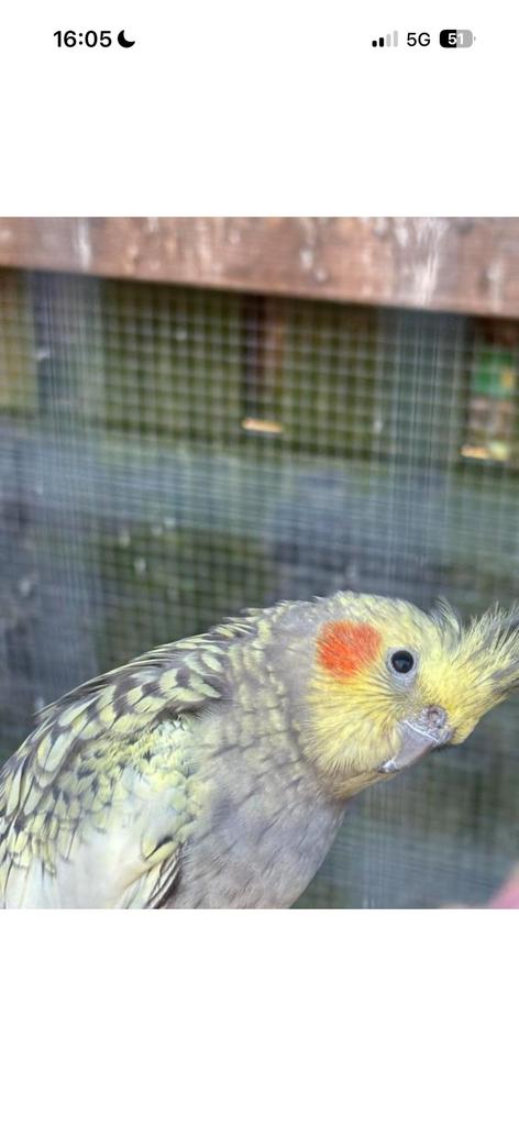 Valkparkiet pop 1 jaar., Dieren en Toebehoren, Vogels | Parkieten en Papegaaien, Vrouwelijk, Parkiet