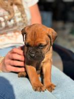 Prachtige Bullmastiff pups te koop, Overige rassen, 8 tot 15 weken, Parvo, Meerdere