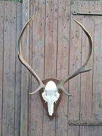 Edelhert gewei. Jacht - Landelijk- Mancave - hert, Ophalen, Hert, Gewei of Kop