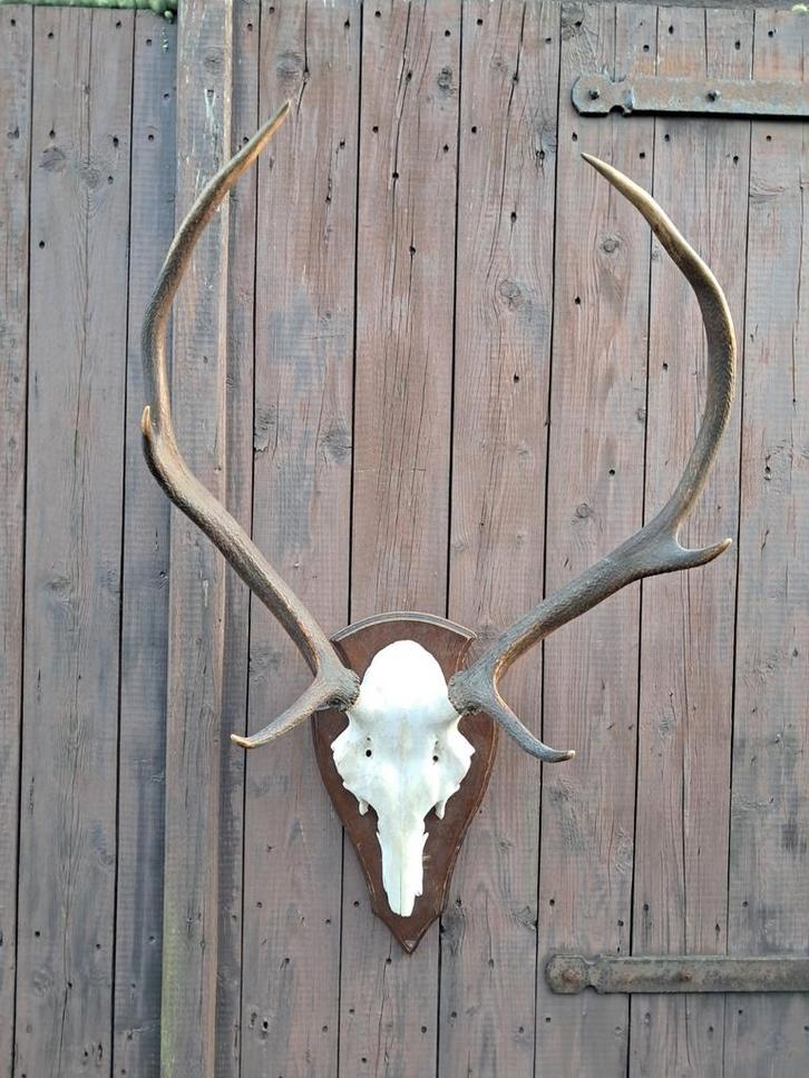 Edelhert gewei. Jacht - Landelijk- Mancave - hert, Verzamelen, Dierenverzamelingen, Gewei of Kop, Hert, Ophalen