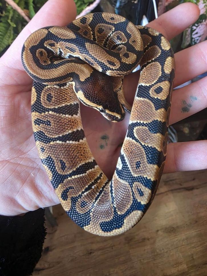 Ball python python regius koningspython Ball Python - unknown for sale from Michael