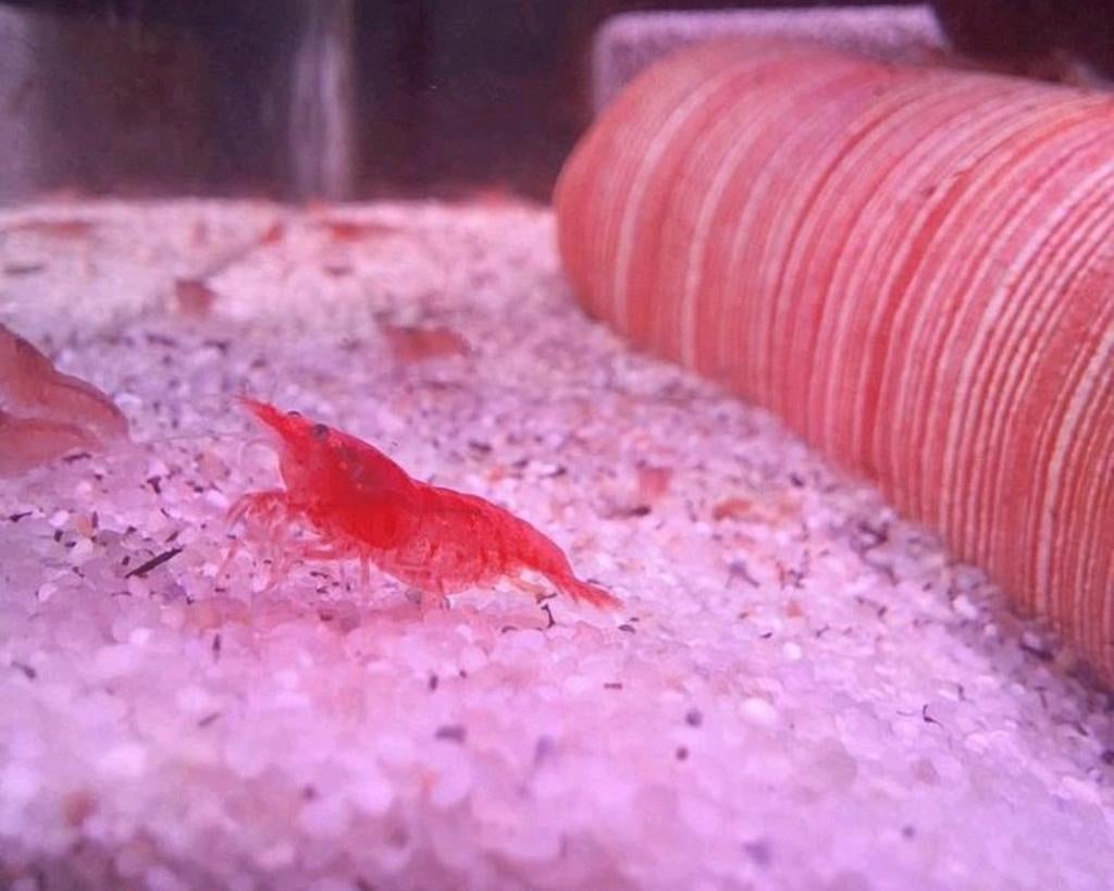 Vuurgarnaal, Dieren en Toebehoren, Vissen | Aquariumvissen, Kreeft, Krab of Garnaal, Zoetwatervis, Schoolvis