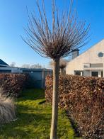 Knotwilg, Overige soorten, Lente, 250 tot 400 cm, Ophalen