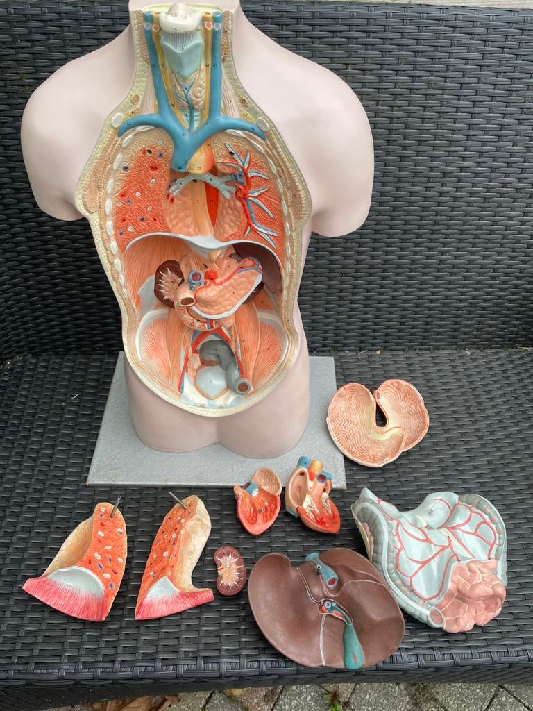 Vintage anatomisch model op ware grote, Antiek en Kunst, Ophalen