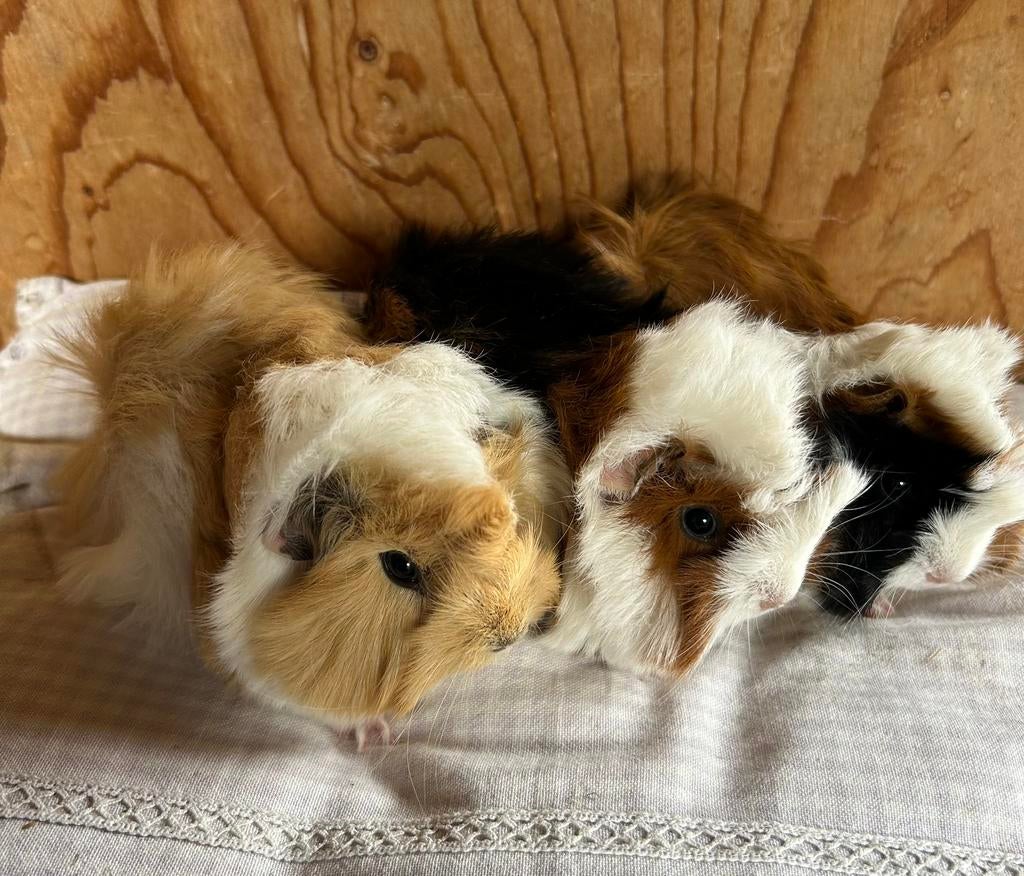 Drie jonge cavia mannetjes 🩵peruvian, Dieren en Toebehoren, Knaagdieren, Mannelijk, Cavia, Maart