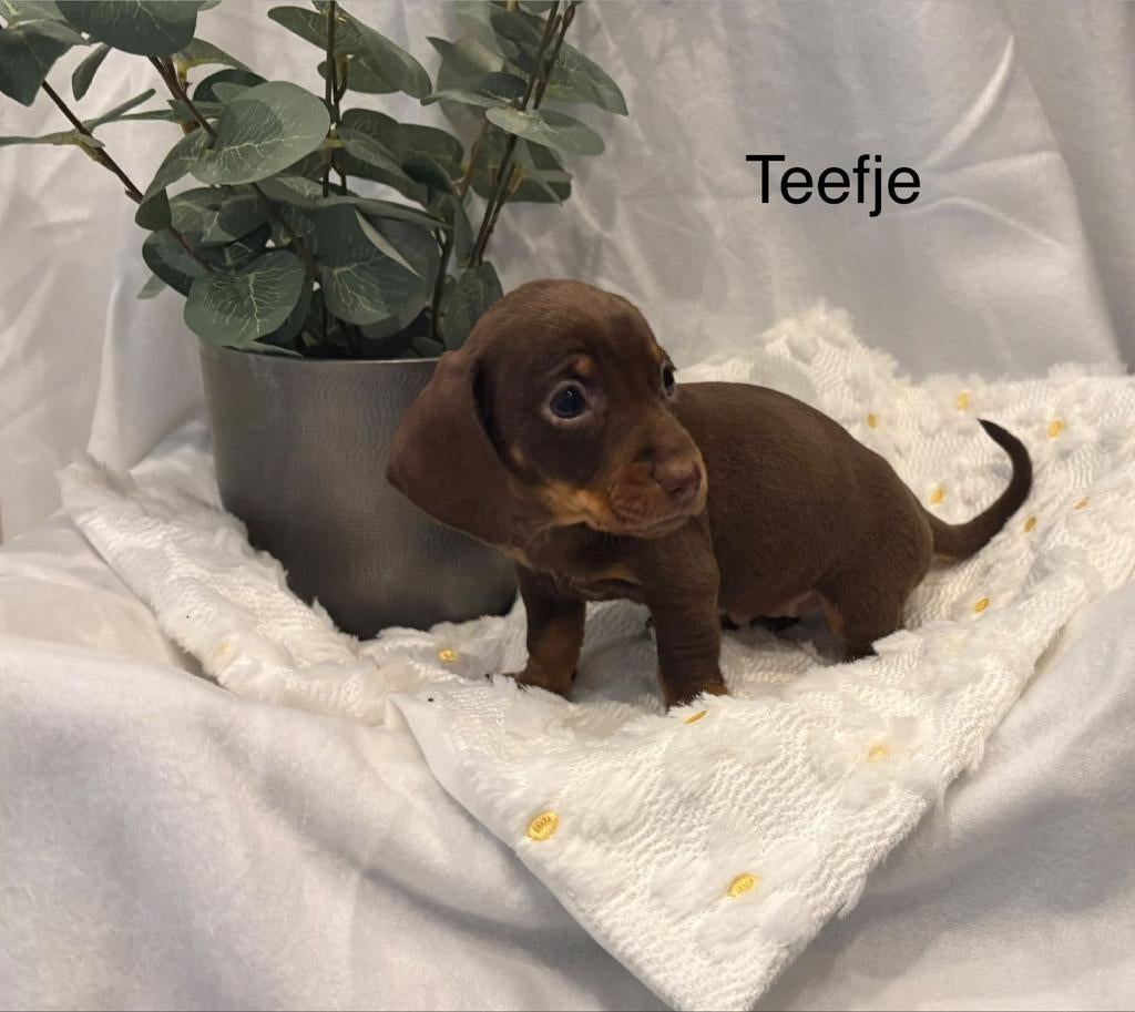 Teckel puppy's, Parvo, Standaard, 8 tot 15 weken, Korthaar