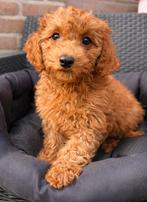 Knappe Maltipoo Pups, Meerdere, Nederland, Particulier, Reu