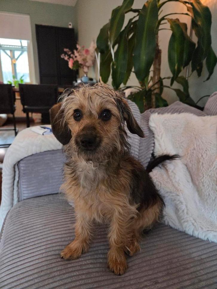 Doxiepoo pup     dwergteckel x dwergpoedel teefje, Dieren en Toebehoren, Honden | Teckels en Dashonden, Teef, Langhaar, Dwerg