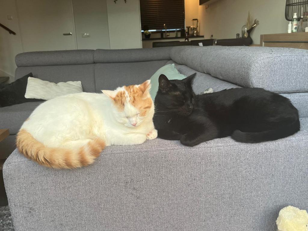 Twee lieve katers zoeken een nieuw huisje, Dieren en Toebehoren, Kater, Kortharig, 3 tot 5 jaar