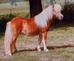 mooie 2 jarige vos merrie!!, Merrie, A pony (tot 1.17m)