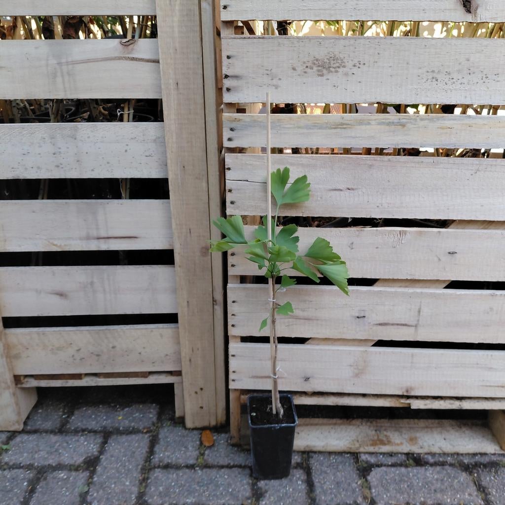 Ginkgo biloba | Japanse notenboom, Ophalen of Verzenden, Overige soorten, Volle zon