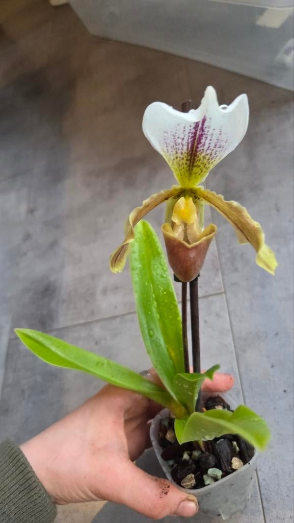 Paphiopedilum leeanum, Ophalen of Verzenden, Halfschaduw, Minder dan 100 cm