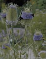 Weverskaarde tuinplant, Ophalen, Overige soorten, Volle zon