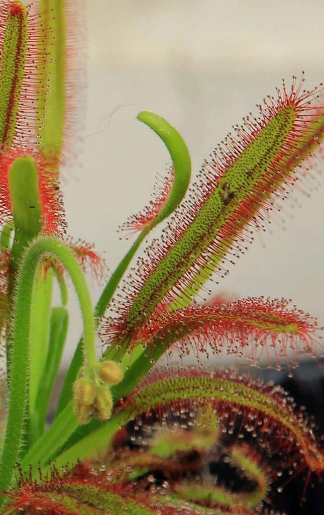 Bladstek Drosera capensis, Huis en Inrichting, Kamerplanten, Bloeiende kamerplant, Ophalen of Verzenden, Overige soorten, Minder dan 100 cm