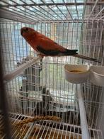 Opaline man bourke parkiet, Mannelijk, Parkiet