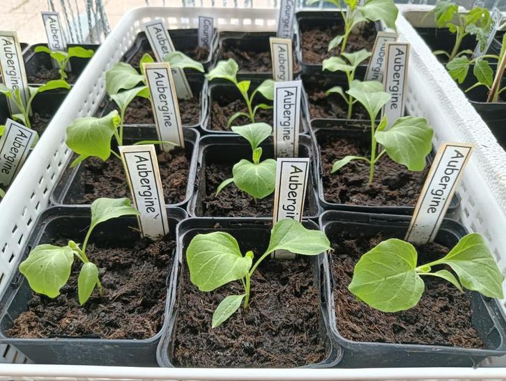 Diverse moestuin planten, Tuin en Terras, Planten | Tuinplanten, Eenjarig, Groenteplanten, Volle zon, Ophalen