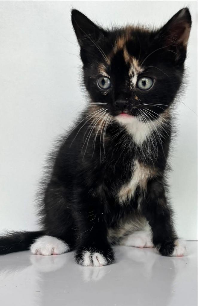 Europese korthaar kittens, Meerdere dieren