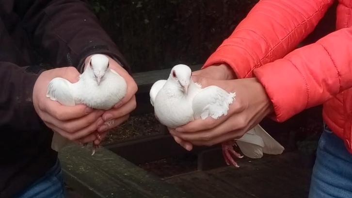 trouwduiven, Dieren en Toebehoren, Vogels | Duiven, Postduif, Meerdere dieren