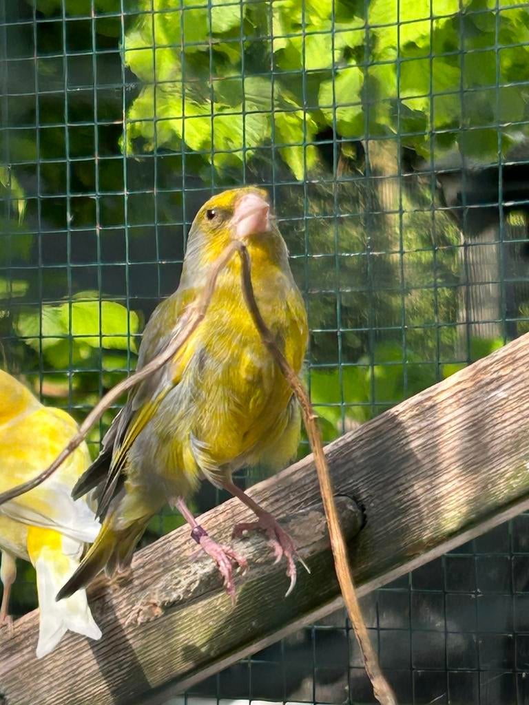 Groenlingen koppel, Dieren en Toebehoren, Meerdere dieren