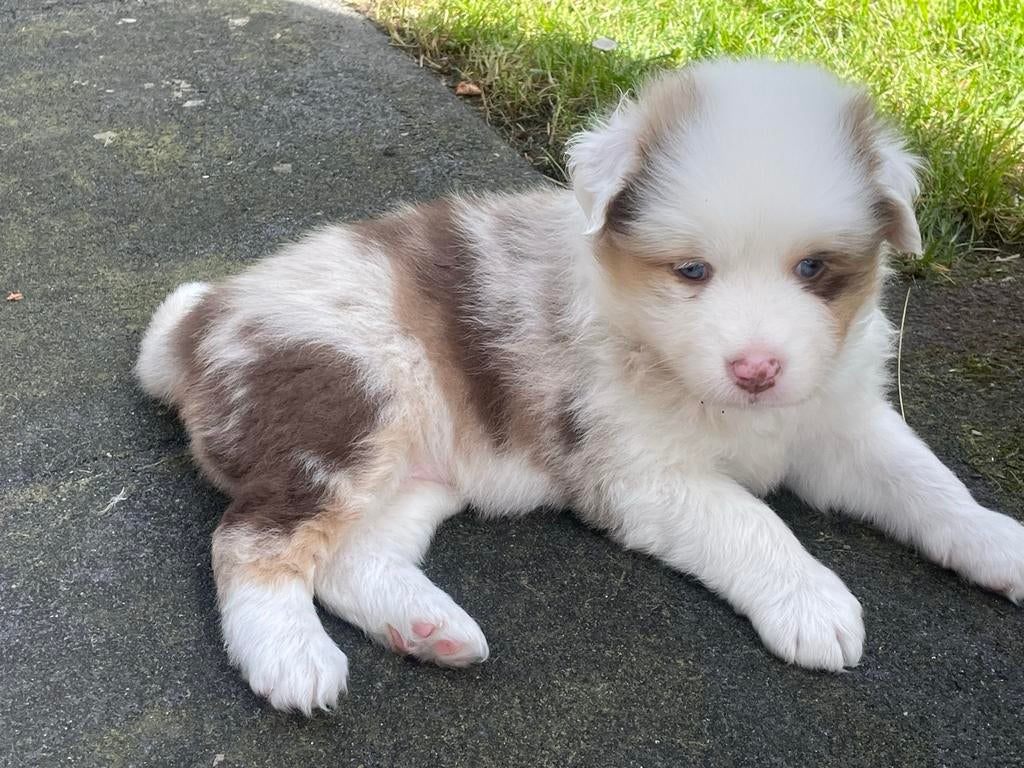 Australian shepert pups, Dieren en Toebehoren, Honden | Herdershonden en Veedrijvers, Overige rassen, 8 tot 15 weken, Teef, Parvo