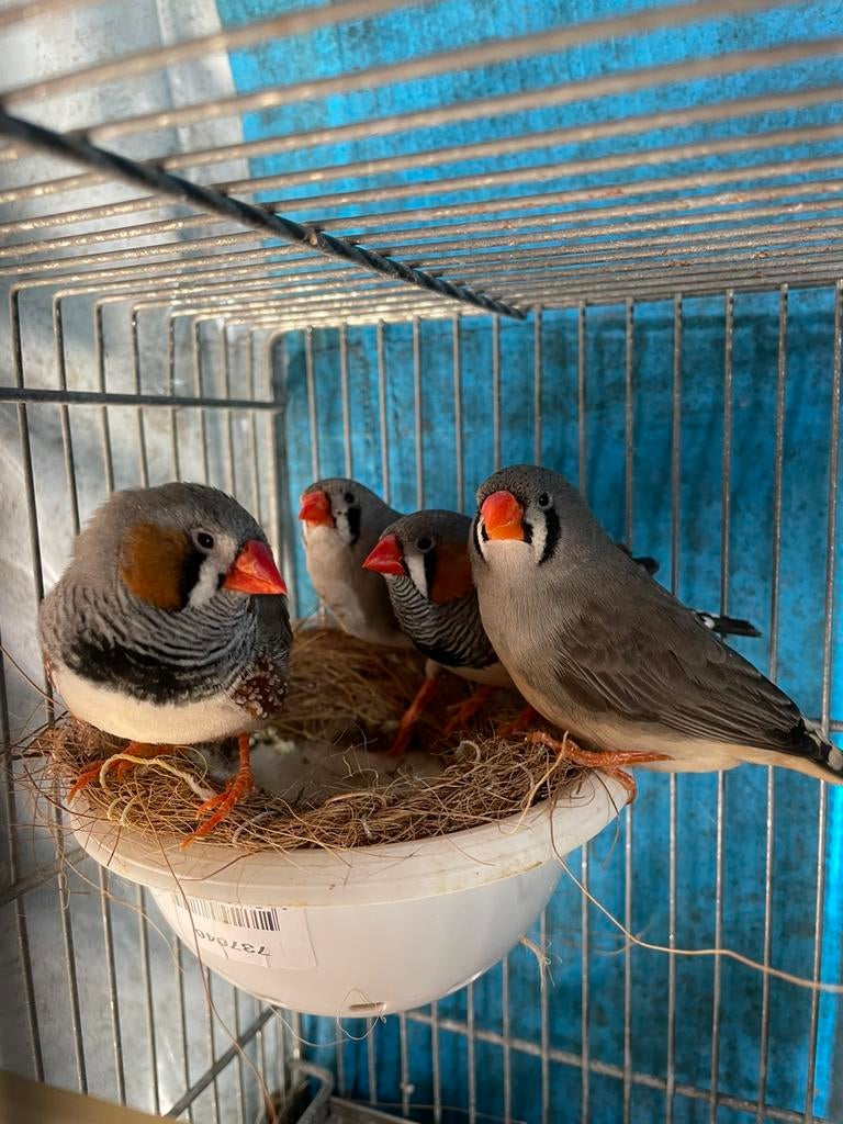 Mooi prachtig 2 koppels broedrijp zebravinken te koop, Dieren en Toebehoren, Vogels | Overige Vogels, Meerdere dieren, Wildzangvogel