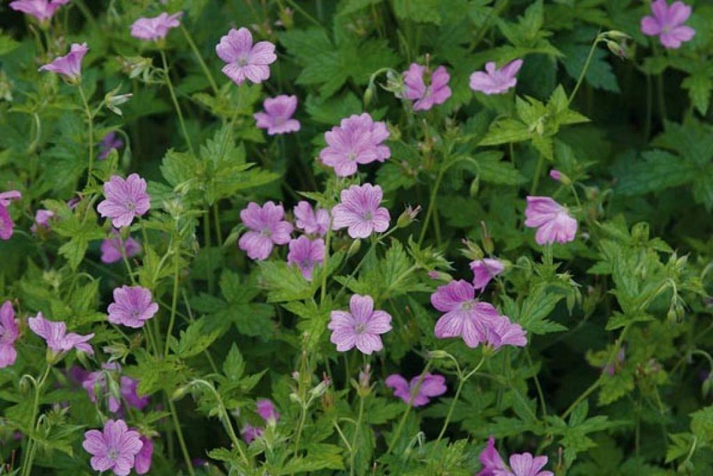 Vaste planten: geranium endressi, ooievaarsbek, p9, Ophalen of Verzenden, Overige soorten, Volle zon