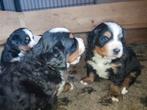 Berner Sennen Pups met stamboom, Parvo, Meerdere, Meerdere dieren, Nederland