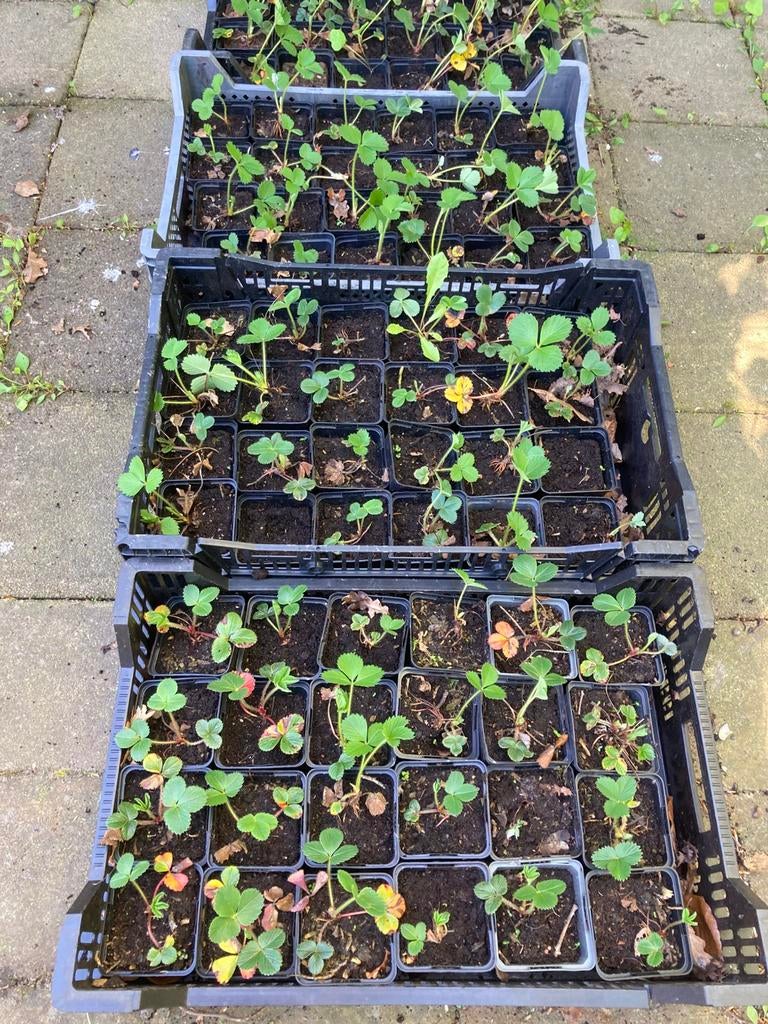 Aardbeienplantjes, Tuin en Terras, Ophalen of Verzenden, Eenjarig, Groenteplanten, Volle zon